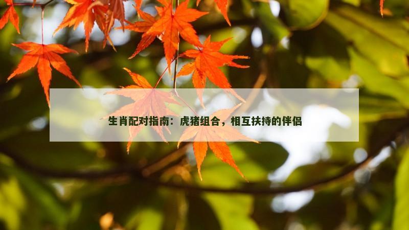 生肖配对指南：虎猪组合，相互扶持的伴侣