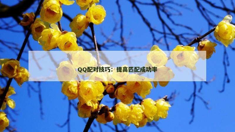 QQ配对技巧：提高匹配成功率