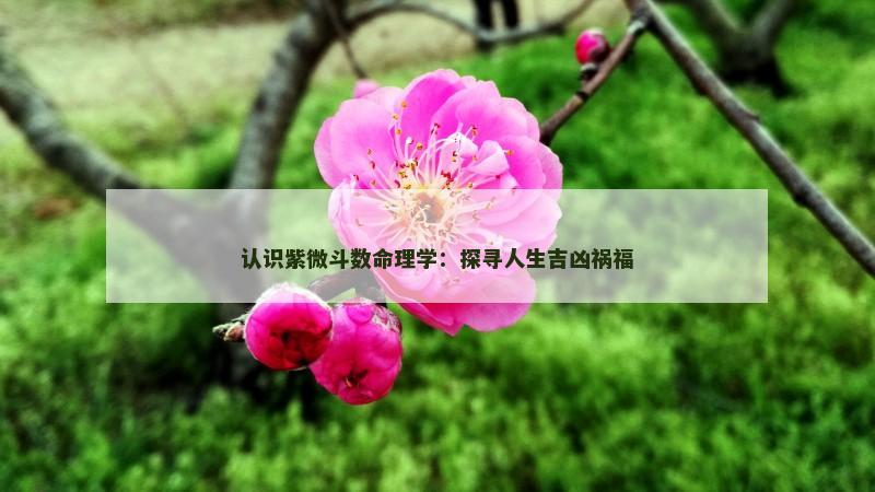 认识紫微斗数命理学：探寻人生吉凶祸福