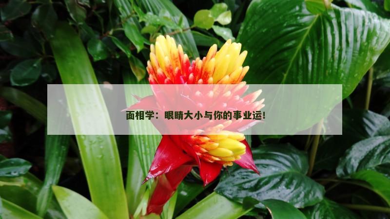 面相学：眼睛大小与你的事业运！