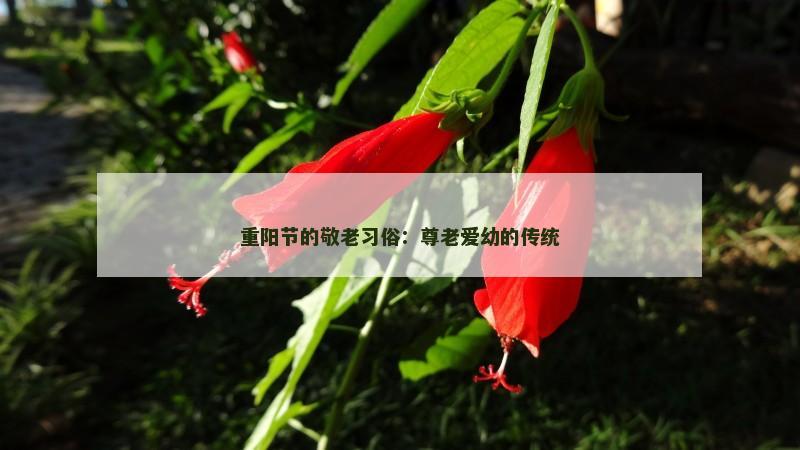 重阳节的敬老习俗：尊老爱幼的传统